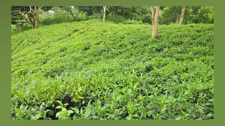 মানসম্পন্ন চা উৎপাদন হলে রফতানি বাড়বে