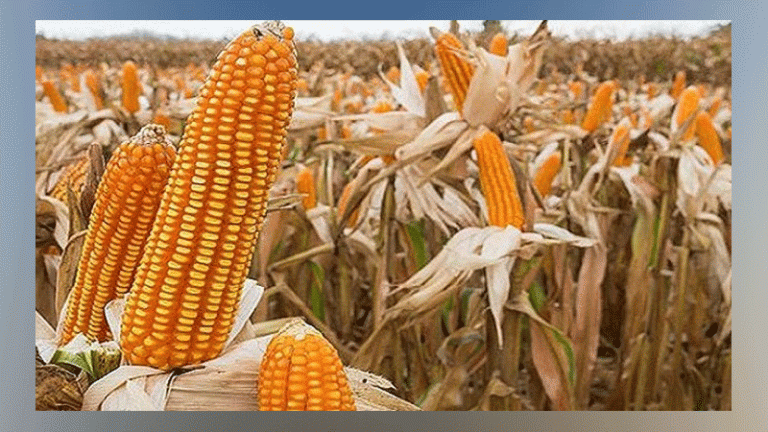 ফরিদপুরের চরাঞ্চলে ভুট্টা চাষে সাফল্য