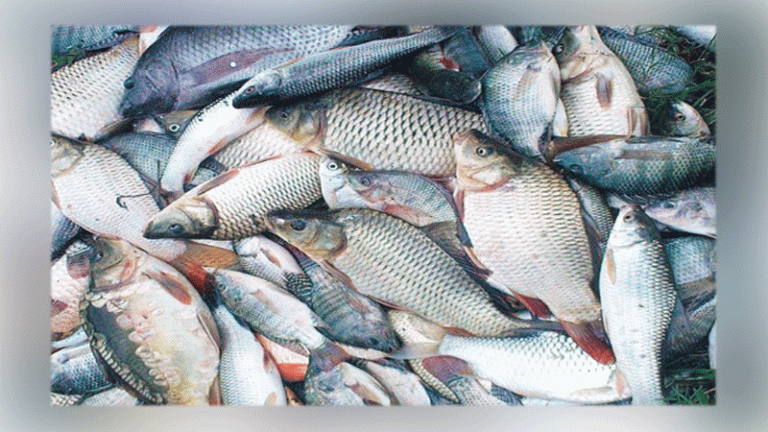 খাদ্য নিরাপত্তায় উল্লেখযোগ্য ভূমিকা রাখবে মৎস্য খাত