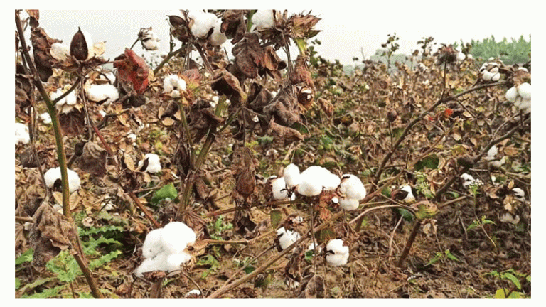 মার্কিন তুলার দাম বেড়েছে বিশ্ব বাজারে