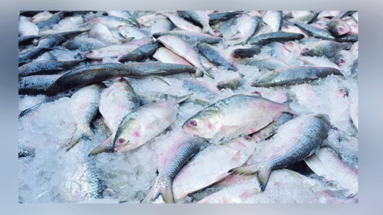 ইলিশ আমদানিতে আগ্রহী চীন