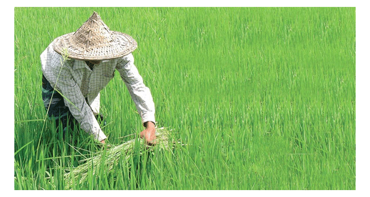 কৃষক ও কৃষিই দেশের স্থিতিশীলতার ভিত্তি