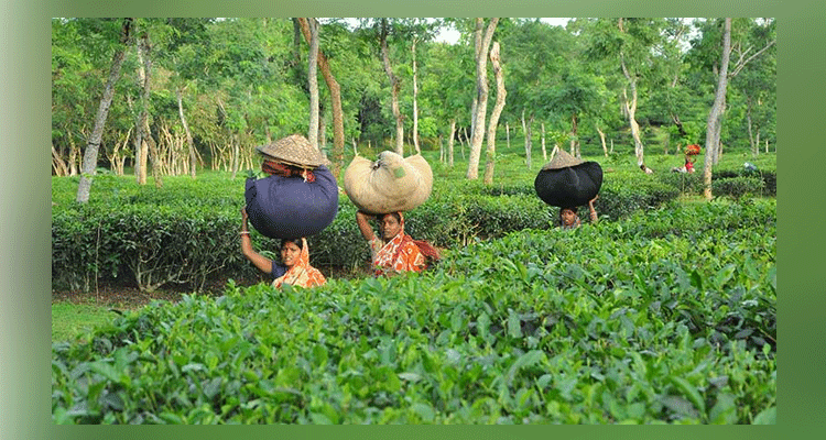 ৯ মাসে চা রফতানি গত বছরের দ্বিগুণ