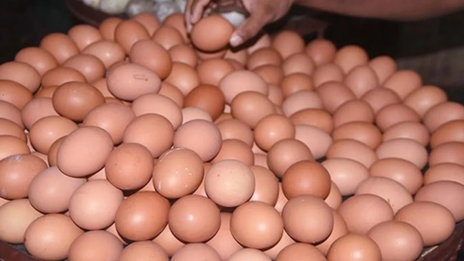 ডিম আমদানি করবে যুক্তরাষ্ট্র