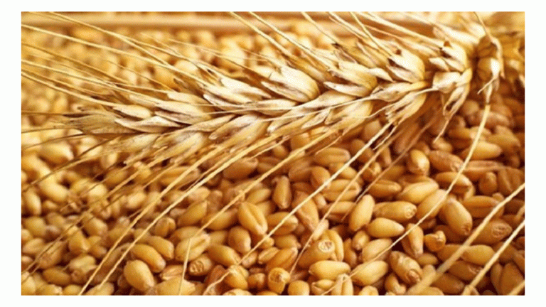 বাংলাদেশে রাশিয়ার গম রফতানি বেড়েছে