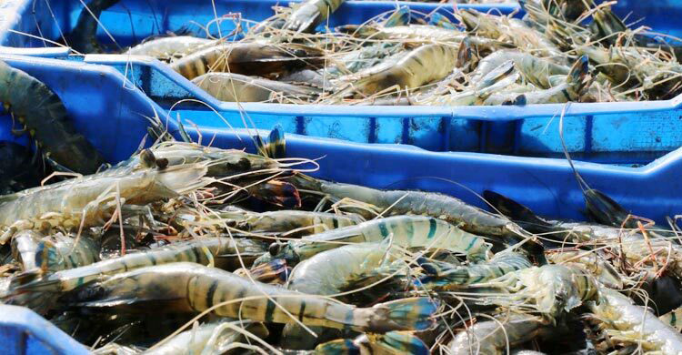 নতুন করে স্বপ্ন দেখছেন চিংড়ি ব্যবসায়ীরা