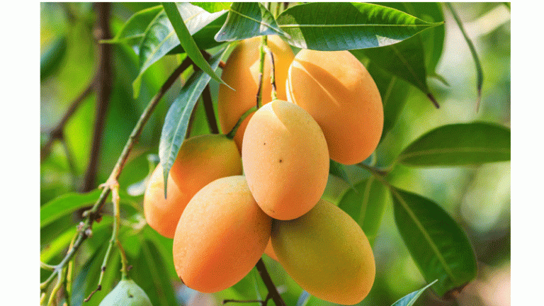 বাংলাদেশ থেকে ফল আমদানি করতে আগ্রহী চীন