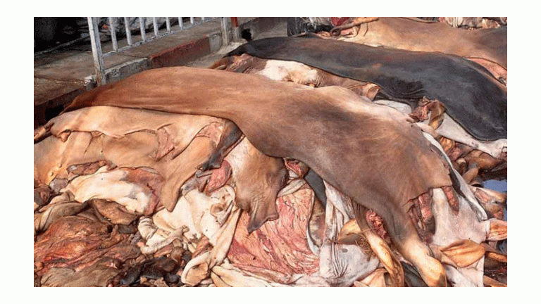 সম্ভাবনা সত্ত্বেও পিছিয়ে চামড়াশিল্প