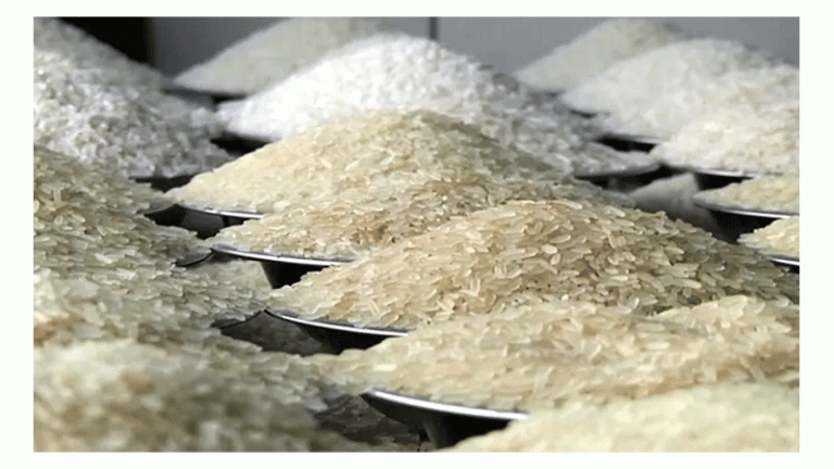 চালের দরপতন অব্যাহত ভারতের বাজারে