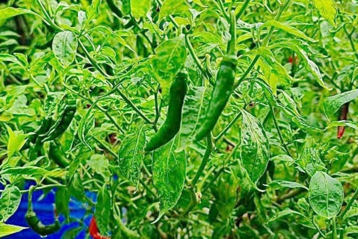 অর্থনৈতিক সাশ্রয়- টবে কাঁচা মরিচ উৎপাদন