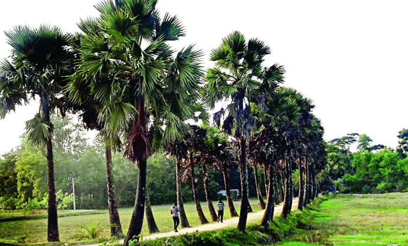 তালের অর্থনীতি ও বজ্রপাত মোকাবেলা