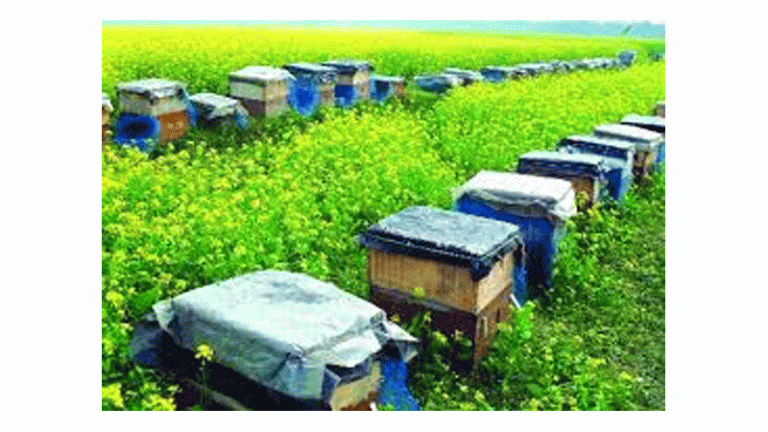 বাড়ছে মৌচাষ, রয়েছে বাণিজ্যিক সম্ভাবনা