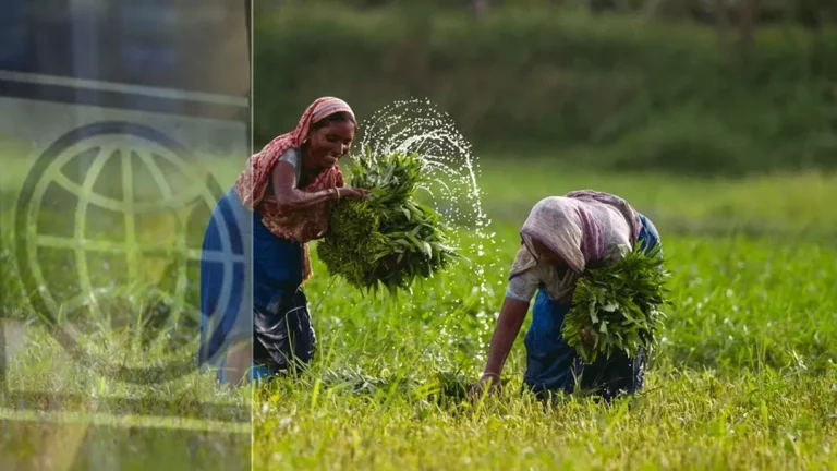 বিশ্বব্যাংকের প্রতিবেদন কৃষিতে বাজেট বাড়ালেও কমছে উৎপাদনশীলতা