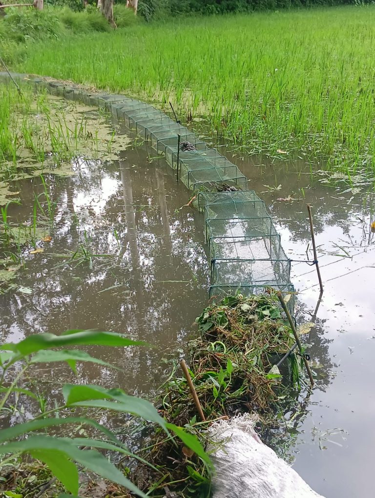 চায়না দুয়ারি জালে বিপন্ন নীলফামারীর মৎস্য ও জীববৈচিত্র্য